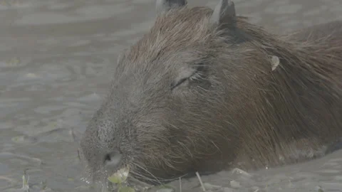 Wild Capybara Video stock 142018132