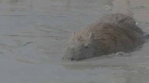 Wild Capybara Video stock 142018313