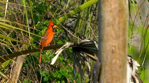 Wild Cardinal Singing 4K Stock Footage 117073819