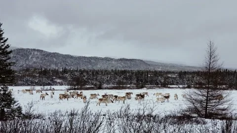 Wild Caribou Roaming Stock Footage