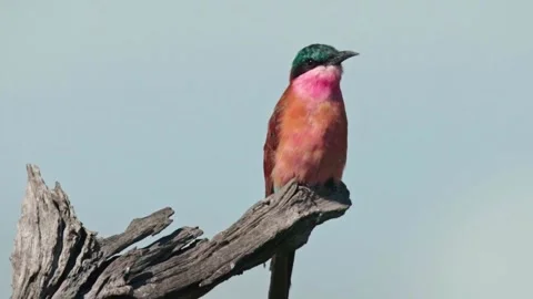 A wild carmene bee eater perched on a branch Stock Footage 332021802