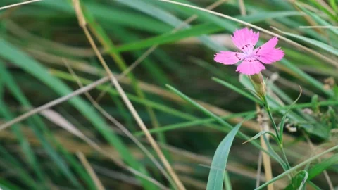 A wild carnation flower Stock Footage 161114824