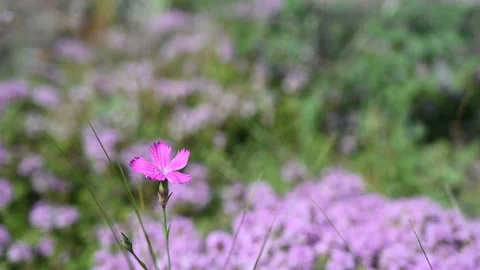 A wild carnation flower grows in the meadow. Stock Footage 137526222