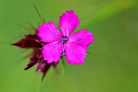 Wild carnation Foto stock gratuite
