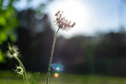 Wild carota and the rays of the setting sun. Daucus Carota. Stock Photos