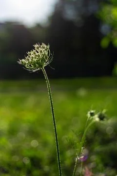 Wild carota and the rays of the setting sun. Daucus Carota. Stock Photos
