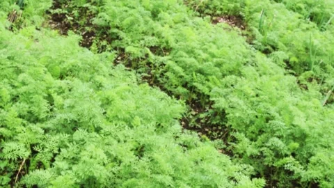 Wild carrot farm Stock Footage 150074979