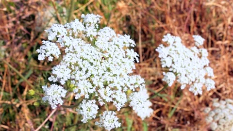 Wild carrot flower Stock Footage 197161963