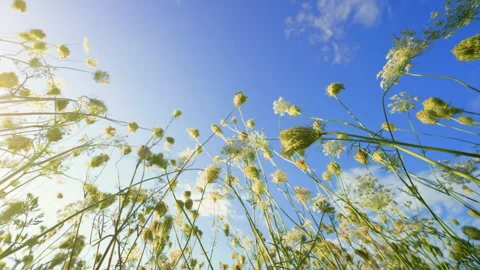 Wild Carrot Flowers Bottom-Up View: Queen Anne's Lace Stems Against Blue Sky Stock Footage 344773456