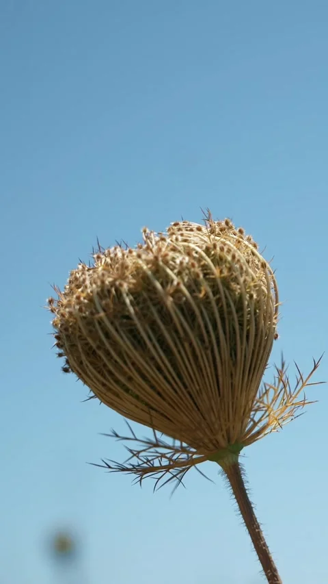 Wild Carrot moving in the wind Stock Footage 300295787