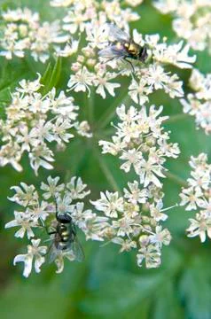 Wild carrot Stock Photos