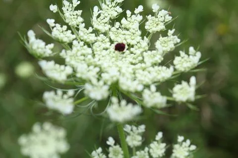 Wild Carrot Stock Photos
