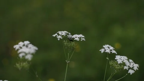 Wild carrot white flower with selective focus on foreground. White tiny flowers Stock Footage 197366275