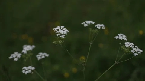 Wild carrot white flower with selective focus on foreground. White tiny flowers Stock Footage 197366456