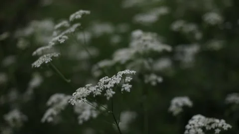 Wild carrot white flower with selective focus on foreground. White tiny flowers Stock Footage 197366552