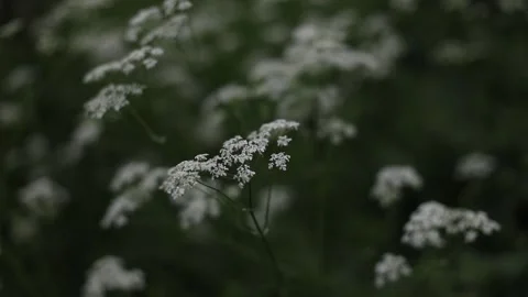 Wild carrot white flower with selective focus on foreground. White tiny flowers Stock Footage 197760643