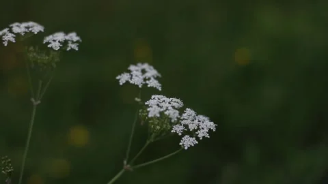 Wild carrot white flower with selective focus on foreground. White tiny flowers Stock Footage 197761121