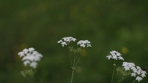 Wild carrot white flower with selective focus on foreground. White tiny flowers Stock Footage 199105086