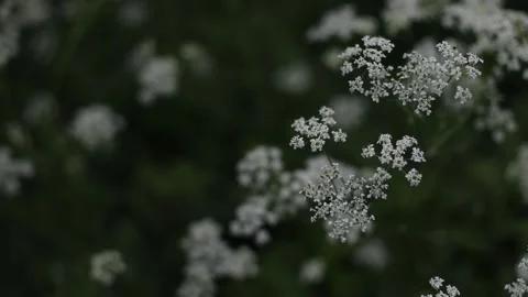 Wild carrot white flower with selective focus on foreground. White tiny flowers Stock Footage 199105168