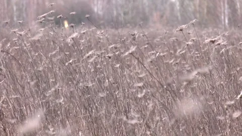 Wild carrots. Dried meadow plants. Video stock 316516092