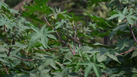 Wild Castor Plant with Developing Seed Clusters Among Lush Green Leaves. Stock Footage 328952488