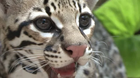 Wild Cat 2 Stock Footage 941659