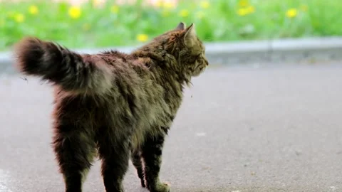 A wild cat that is afraid Stock Footage 262021849