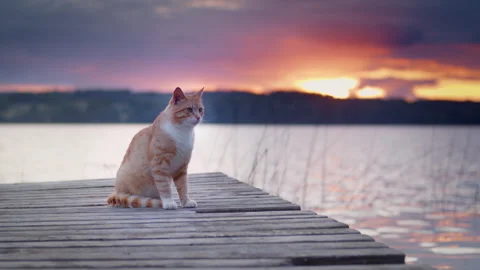 Wild cat against the backdrop of water and a bright sunset or dawn. Video stock 250807953