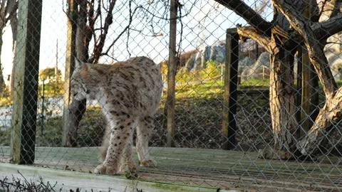Wild cat behind bars in the zoo Stock Footage 147515933