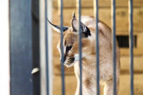 Wild cat in a cage Stock Photos