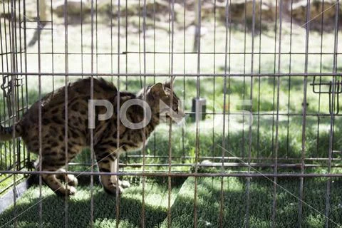 Wild cat caged in zoo, animal abuse Stock Photos