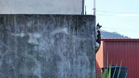 A wild cat can seen climbing on the wall outside the residential. Stock Footage 142551886