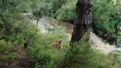 Wild cat chasing another cat and climbing a tree. Vídeo Stock 155890023