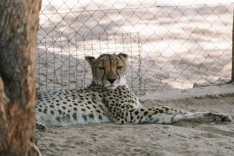 Wild cat Cheetah lying down after feeding in one of african nature reserves.. Stock Photos