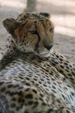 Wild cat Cheetah lying down after feeding in one of african nature reserves.. Stock Photos