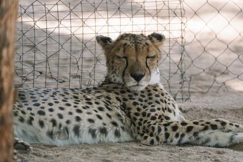 Wild cat Cheetah lying down after feeding in one of african nature reserves.. Stock Photos
