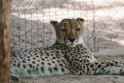 Wild cat Cheetah lying down after feeding in one of african nature reserves.. Stock Photos