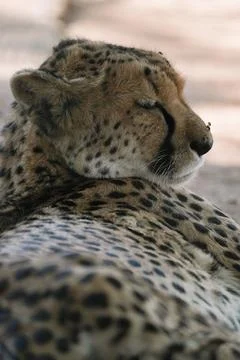 Wild cat Cheetah lying down after feeding in one of african nature reserves.. Stock Photos