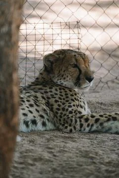 Wild cat Cheetah lying down after feeding in one of african nature reserves.. Stock-Fotos