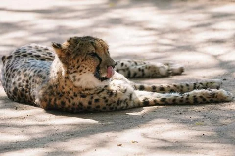 Wild cat Cheetah lying down and licking itself after feeding in one of afri.. Stock-Fotos