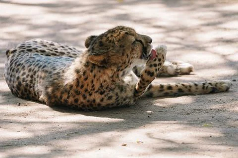 Wild cat Cheetah lying down and licking itself after feeding in one of afri.. Stock-Fotos