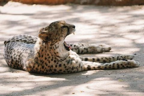 Wild cat Cheetah lying down and yawning after feeding in one of african nat.. Stock Photos
