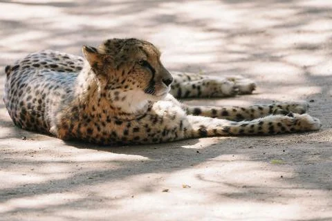 Wild cat Cheetah lying down after feeding in one of african nature reserves.. Stock Photos
