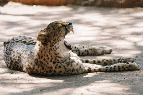 Wild cat Cheetah lying down and yawning after feeding in one of african nat.. Stock Photos