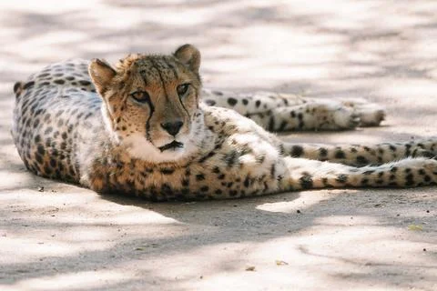 Wild cat Cheetah lying down after feeding in one of african nature reserves.. Stock Photos