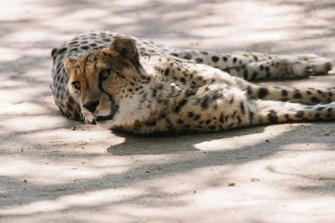 Wild cat Cheetah lying down after feeding in one of african nature reserves.. Foto stock