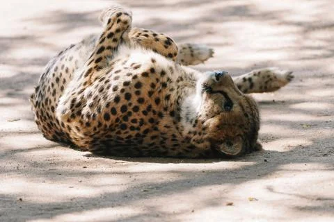 Wild cat Cheetah lying down after feeding in one of african nature reserves.. Stock-Fotos