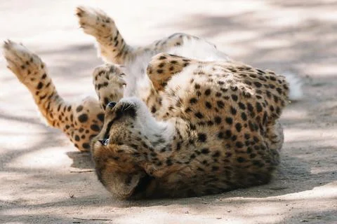 Wild cat Cheetah lying down after feeding in one of african nature reserves.. Stock Photos