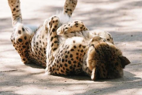 Wild cat Cheetah lying down after feeding in one of african nature reserves.. Stock Photos