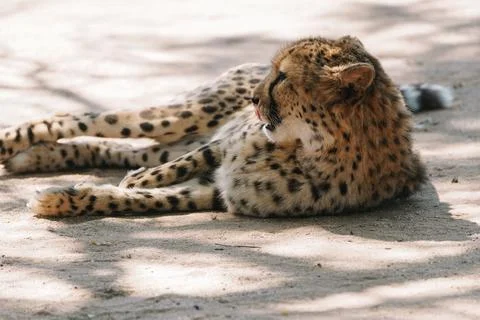 Wild cat Cheetah lying down and licking itself after feeding in one of afri.. Stock Photos